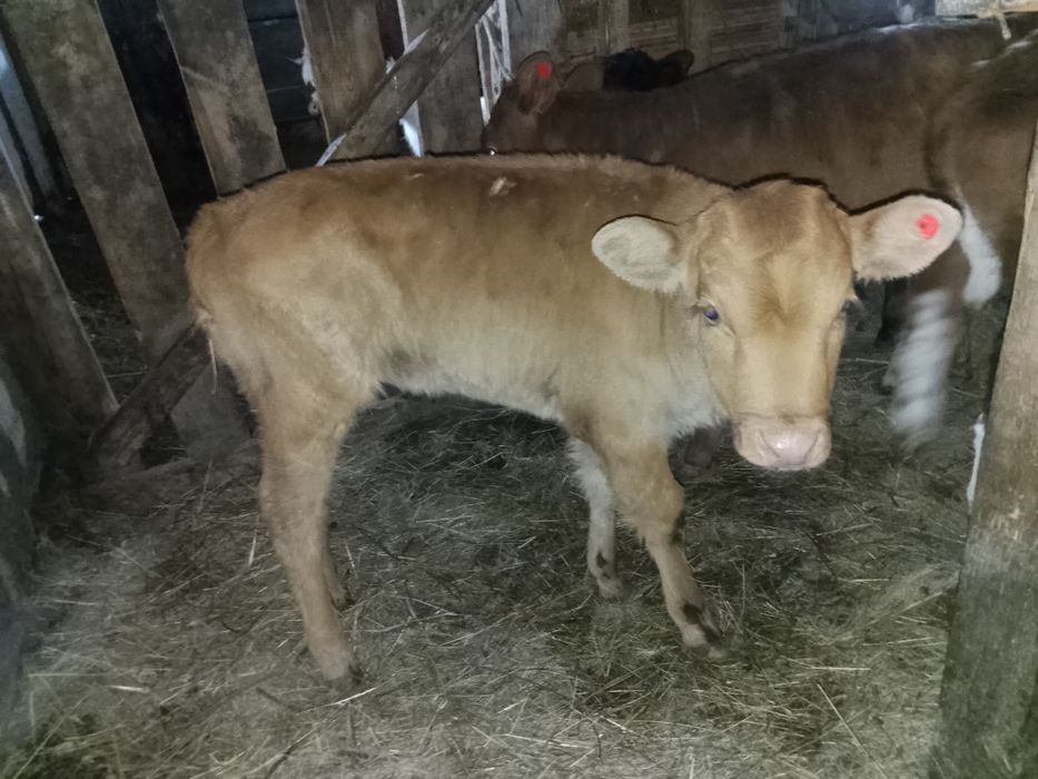 1айлык бузау сатылады багасы 140мын