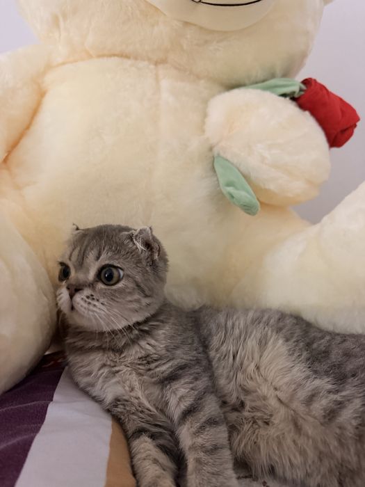 Таза үйдің мысығы шотландский