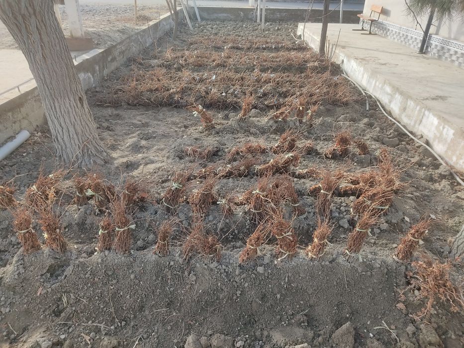 Ризамат ота узум ку́чатлари сотилади