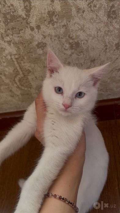 Котенок 3 месяца, белый
