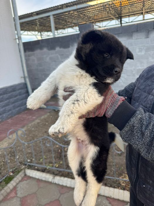 Американская Акито Ину