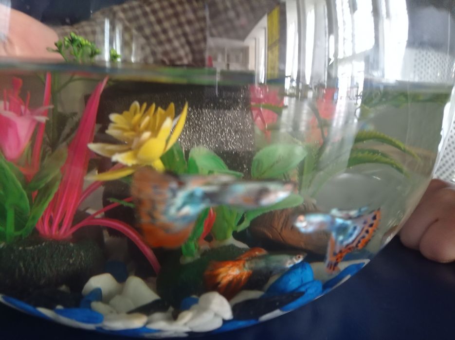 Akvarium sotiladi 8 litrlik