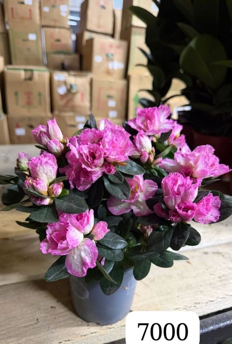 Комнатные цветы Азалия