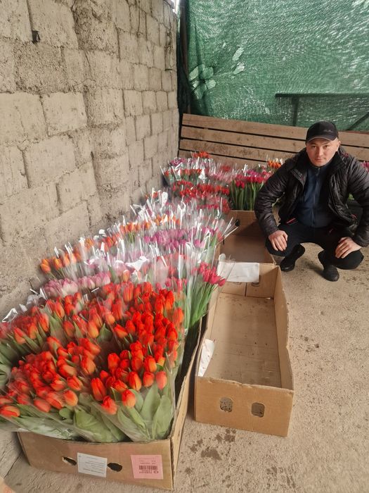 Тюльпаны крупные отборные оптом