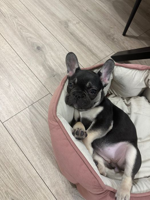 Френски булдог женски