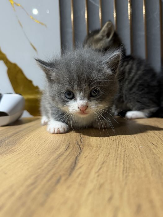 Котята скоттиш страйт