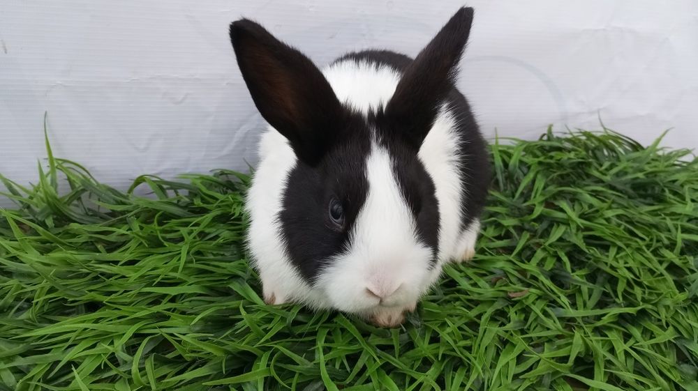 Quyon bolari sotiladi.