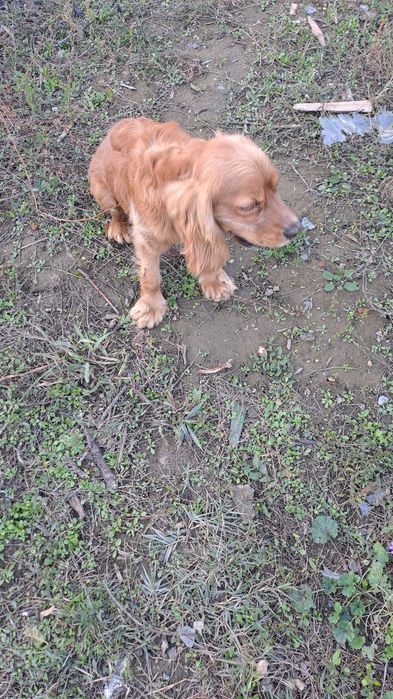 Куче търсач на трюфели