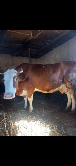 Vând vaca balțata românească