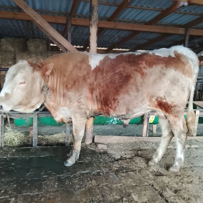 Бұка жағдайлары жаксы