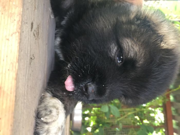 кавказская овчарка щенки