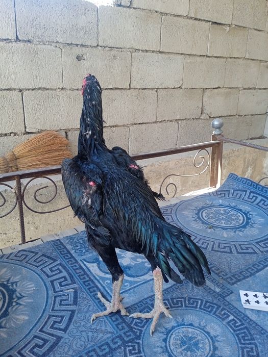 Navoiy narxini kelishamiz