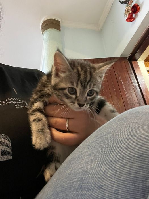 Продам котенка..