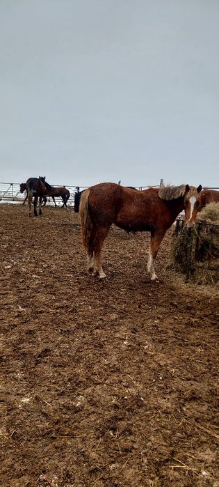 Продам тайчиков на соғым 600