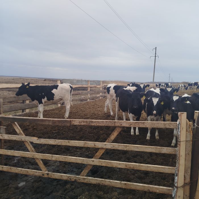 Сут йуналишдаги гуножинлар