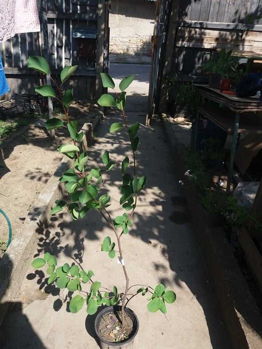 Амеланхиер  -Amelanchier