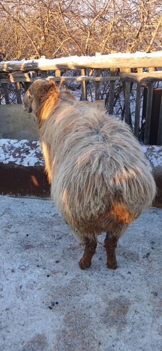 Продам барана  производителя