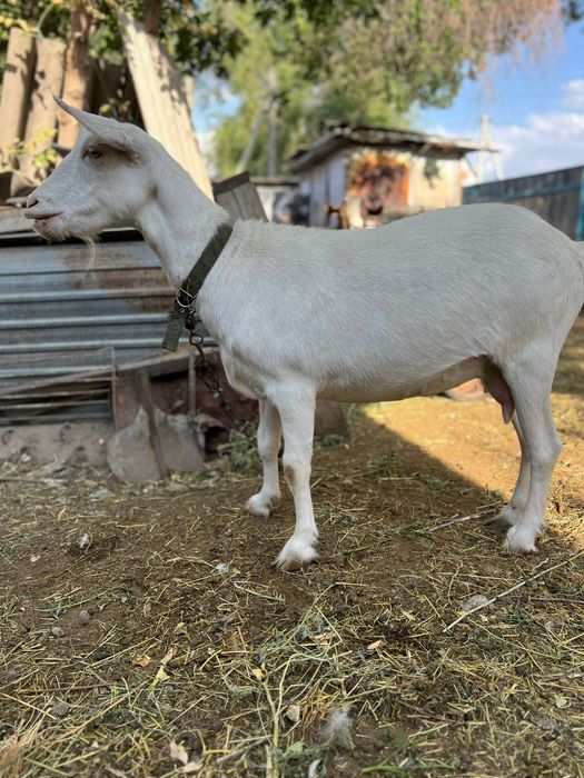 Зааненская коза, 2 года.