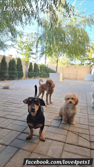 Cazare caini/ Pensiune canina/ Pet Sitter/ Pet Hotel/ Love4Pets