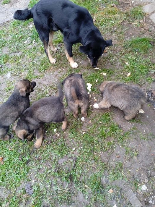 Donez pui catei metis Rottweiler