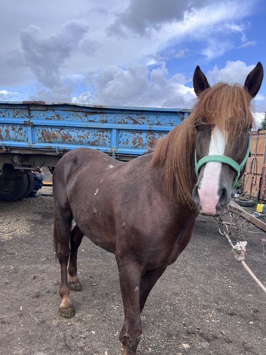 семіз жылқы , кокпар ойнаған