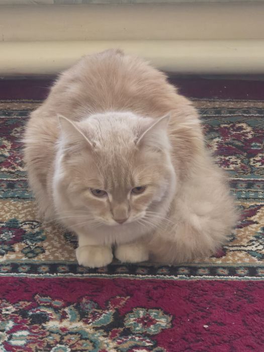Сибирский     кот