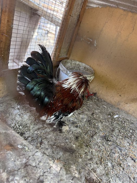 Xuroz lar sotiladi 150mindan 300min