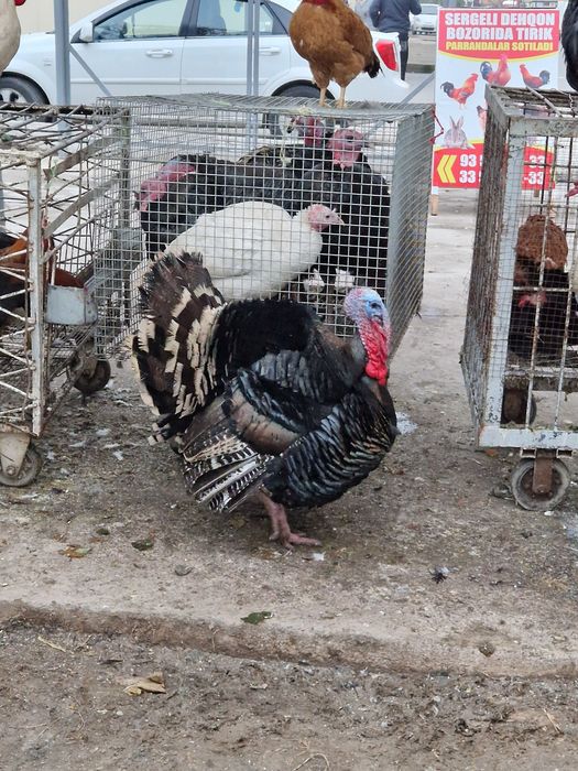 Kurka horoz quyon ordeklar sotiladi