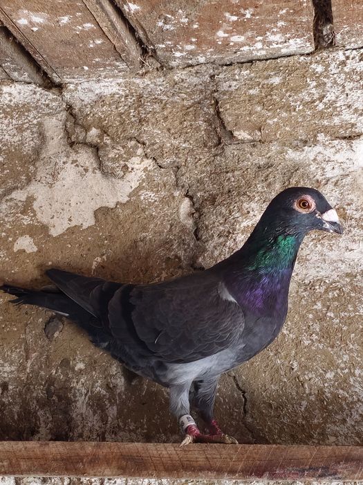 Vând sau schimb 15 porumbei voiajori