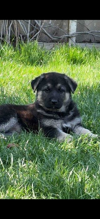 Щенки восточно-европейской овчарки.