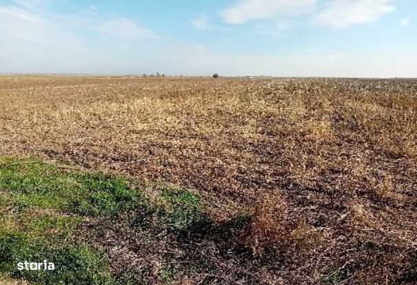 teren extravilan-Loc. Buteni, jud. Arad