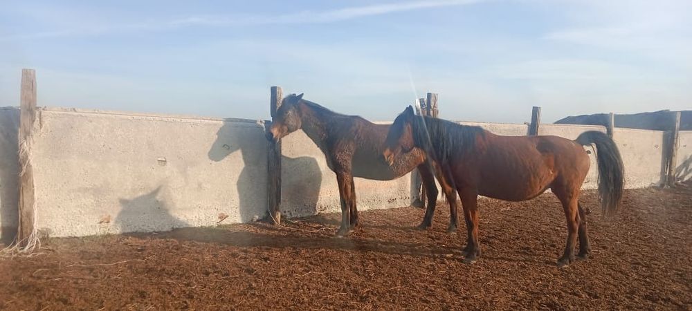 Жалқы, бие, тай сатамыз