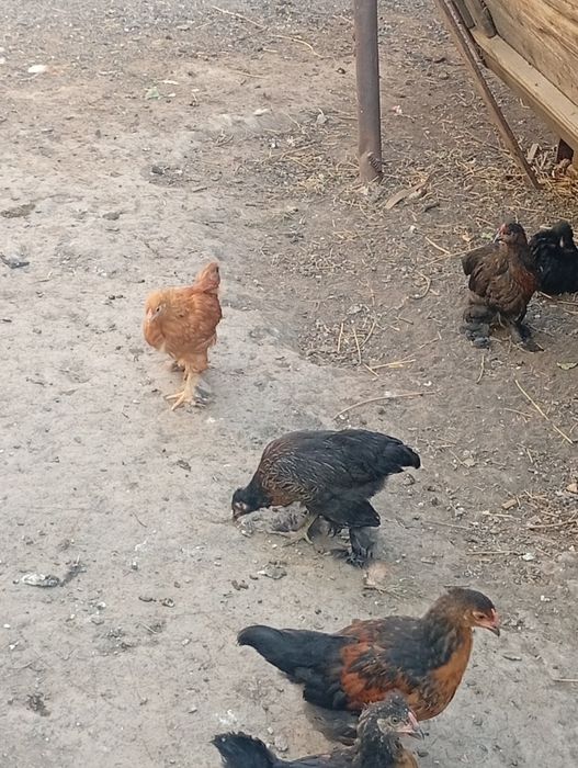 Продам 2 месячных цыплят