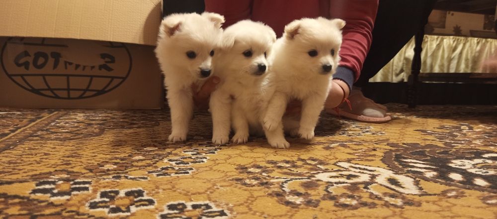 Мини шпиц померан много игриви