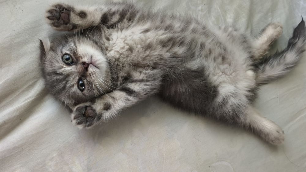 Шотландские котята