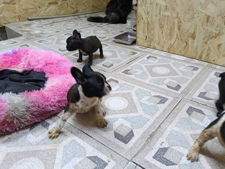 Французский бульдог