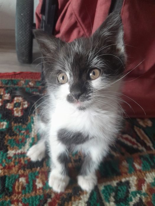 Мысық тегін береміз ұл