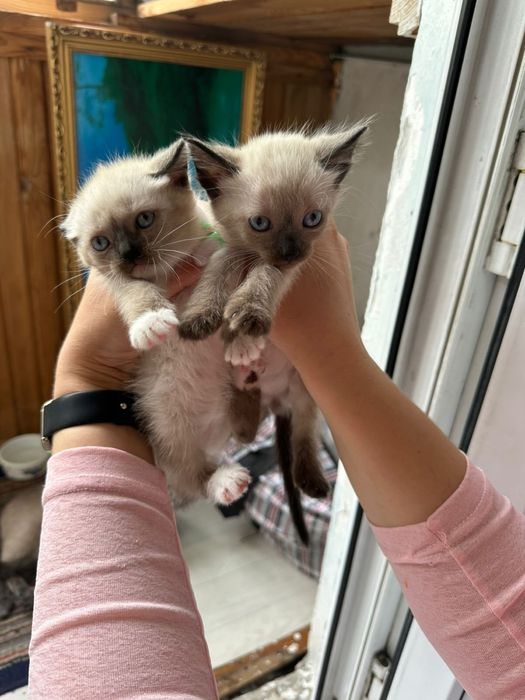 Котята в добрые руки