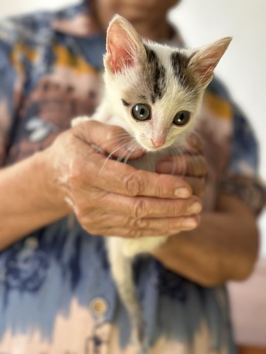 Отдам котенка в добрые руки