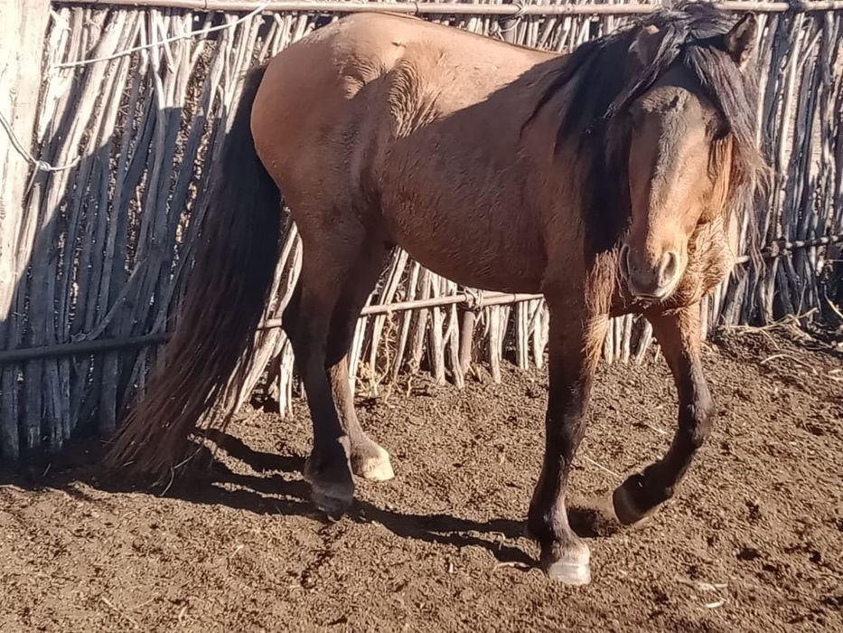 1 үйір жылқы сатылады