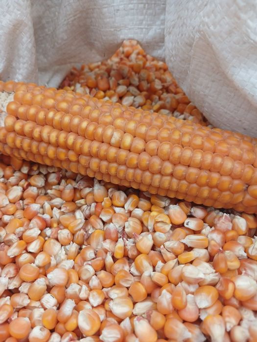 Вингерка маккажўхори уруғи сотилади