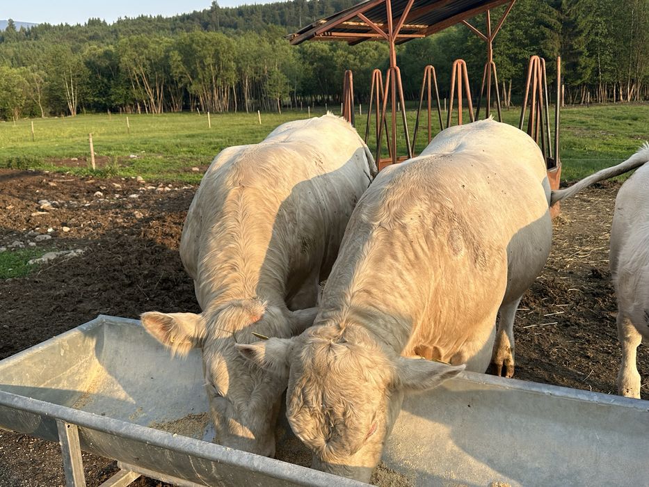 De vânzare taur Charolaise pentru montā.