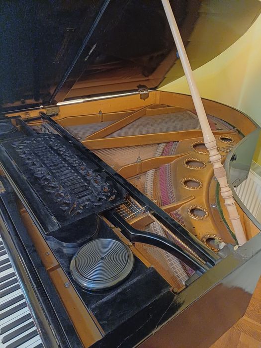 Pian vienez cu coada scurta