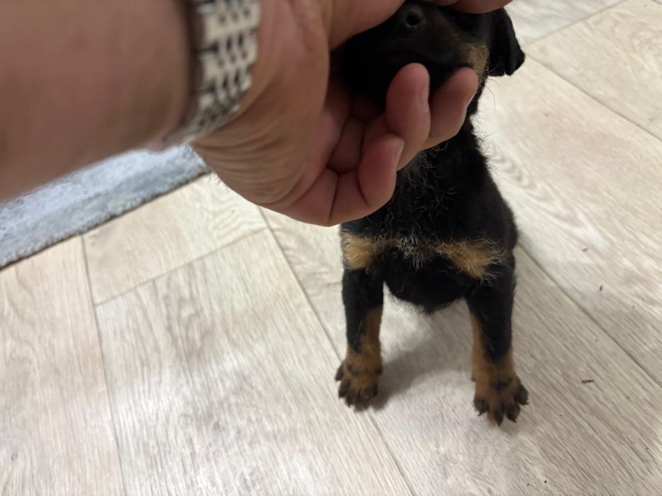 Ягдтерьер щенята