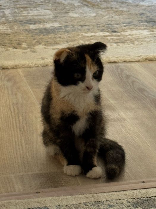 кошки, 3-айлық, породистый