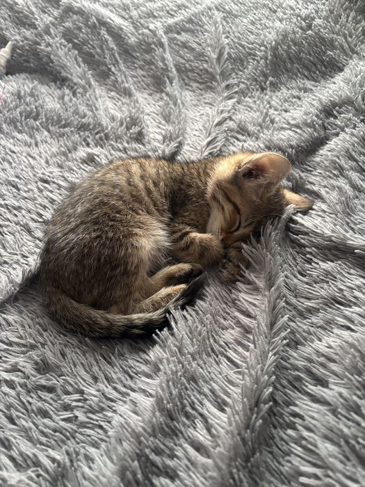 В добрые руки котенка