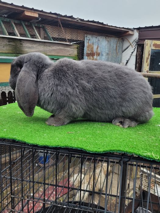 Iepuri Berbec German