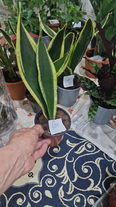 Домашние цваты дешевле