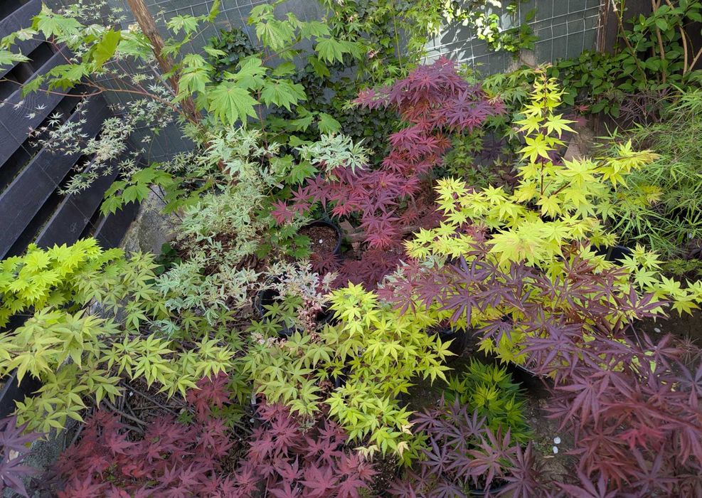 Artar japonez rosu/verde/potocaliu, peste 60 de soiuri