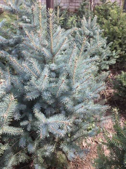 Archa galuboy yel sotiladi